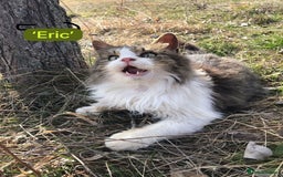 Mixed Breed cats for adoption: Eric, 6 yrs approx. Available for adoption. - Image 3
