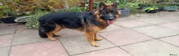 German Shepherd dogs for sale: Kc German Shepard long haired  - Advert 7