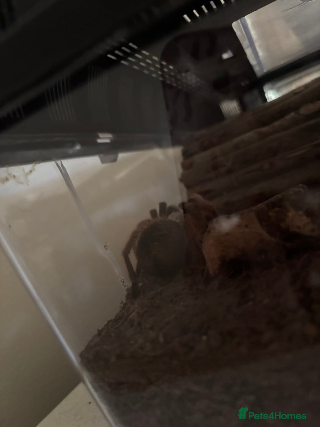 Tarantulas invertebrates for sale: Desert blonde tarantula  - Advert 2