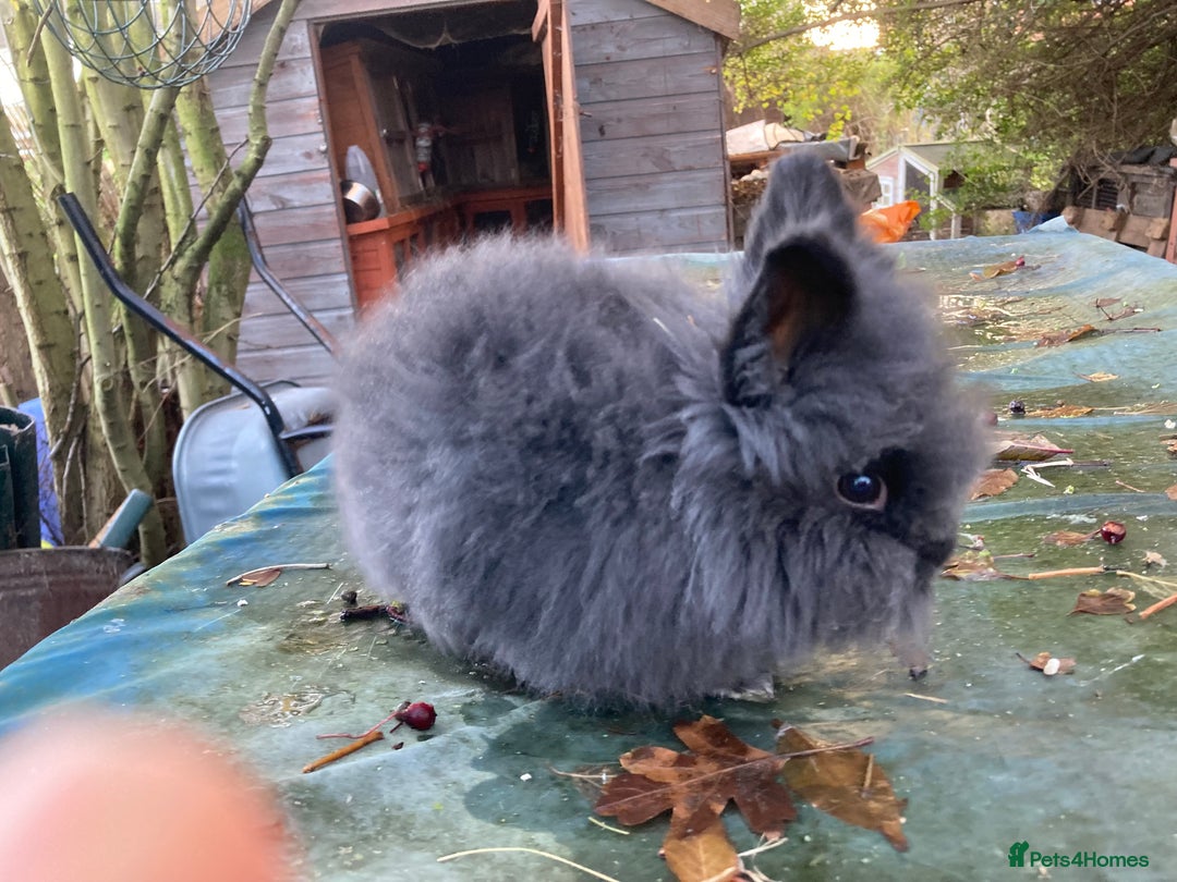 Lionhead rabbits for sale: Last 2 lionhead baby boys - Advert 13