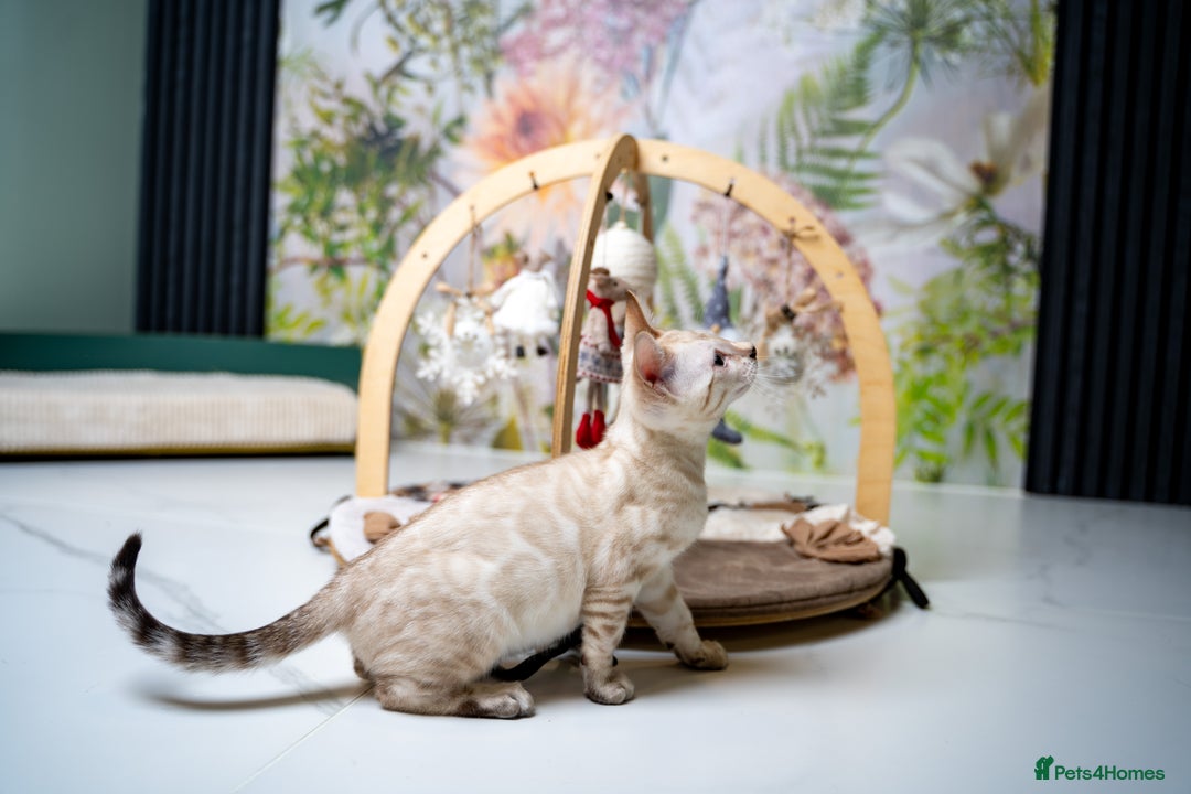Bengal cats for sale: GOOBER-Snow Lynx Pure Bengal-TICA REG.-Playful boy - Advert 18