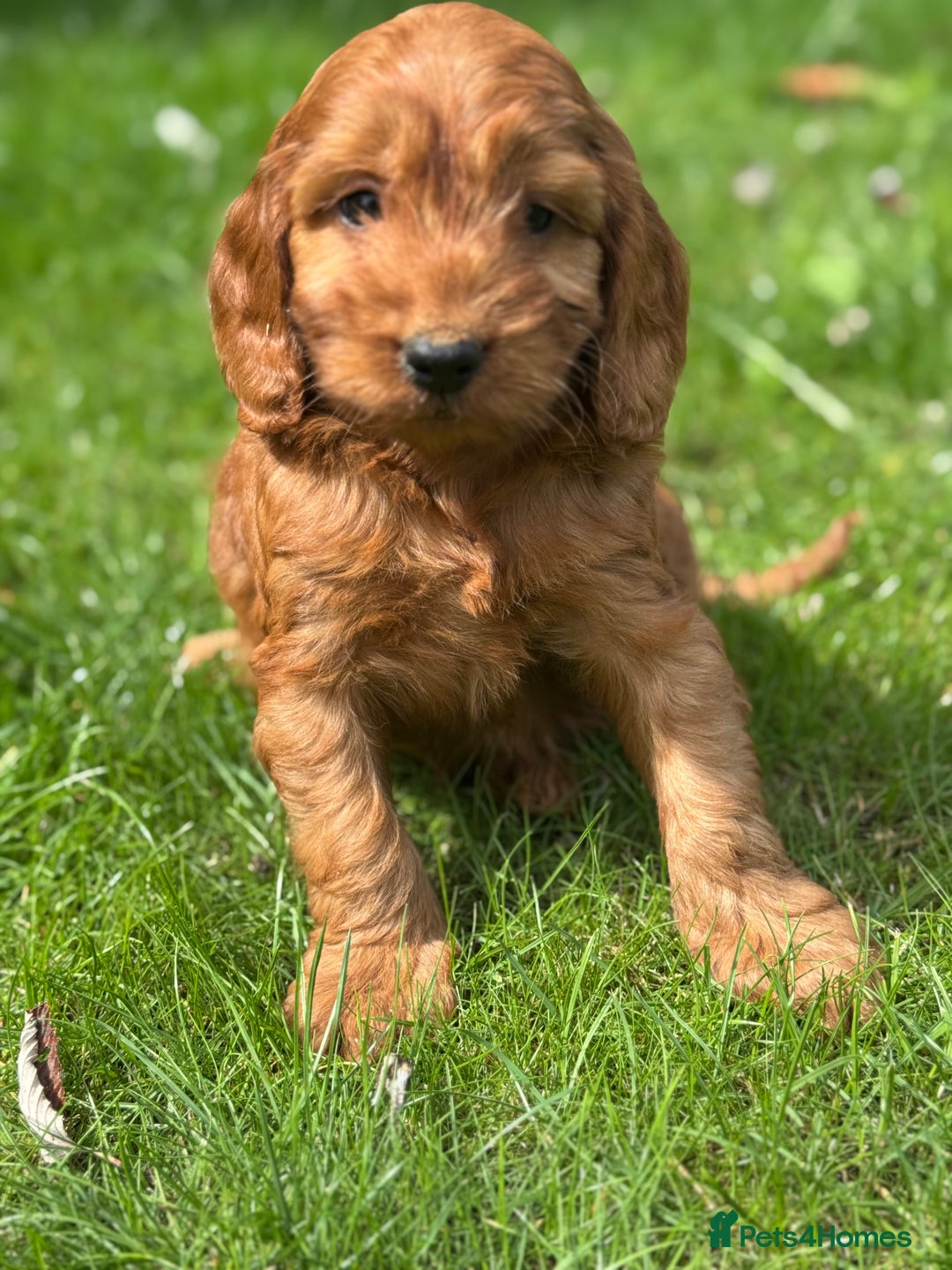 Cockapoo dogs for sale: BEAUTIFUL RED F1 COCKAPOO’S HEALTH TESTED PARENTS  - Image 9