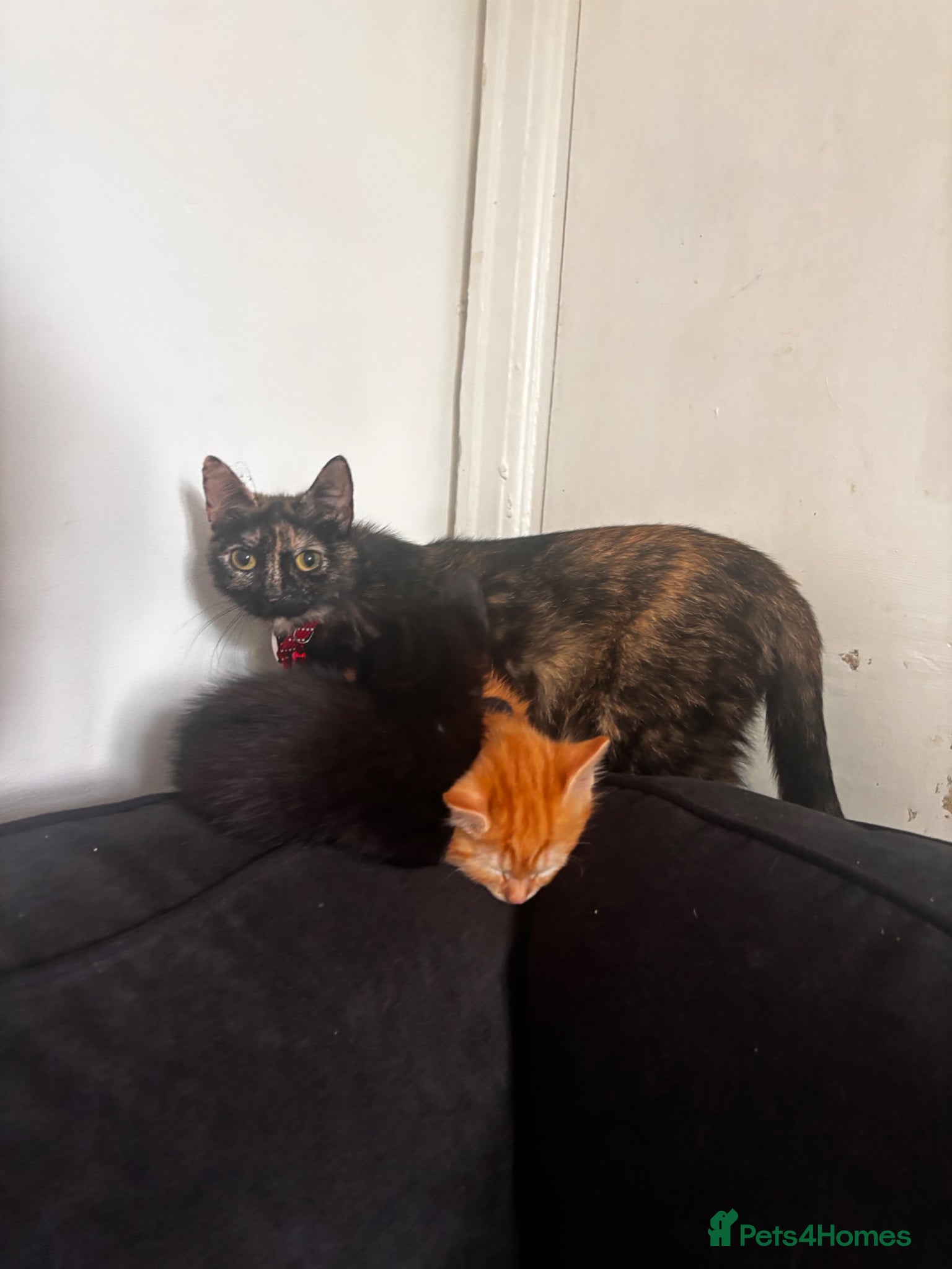 Mixed Breed cats for sale: Mixed breeed - Advert 7