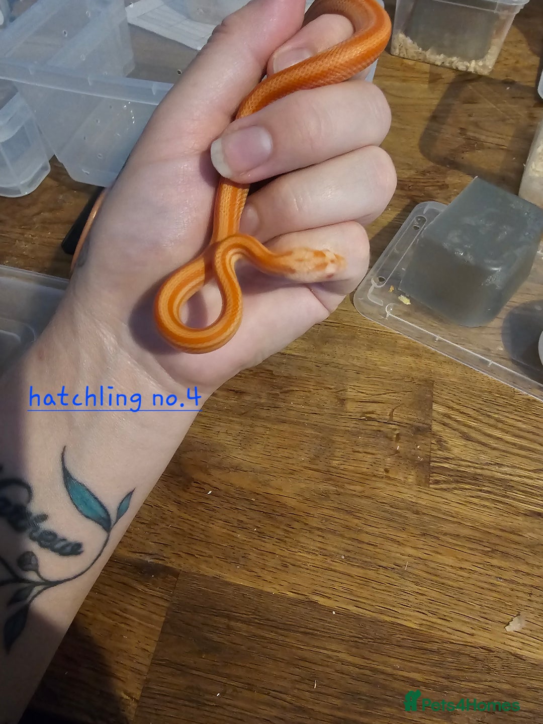 Corn Snake reptiles for sale: Beautiful corn snakes  - Image 37