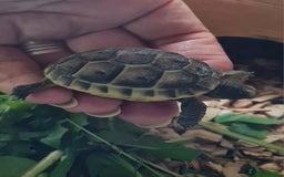 Tortoise reptiles for sale: Beautiful Baby Spur Thigh Tortoises  - Image 1