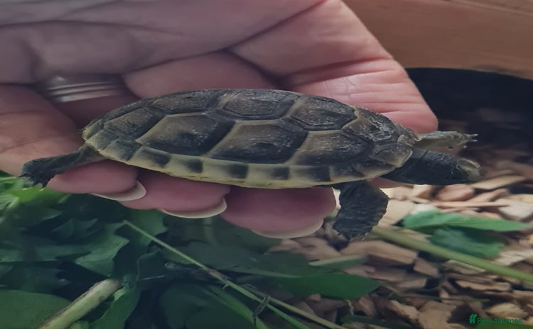 Tortoise reptiles - Advert 4