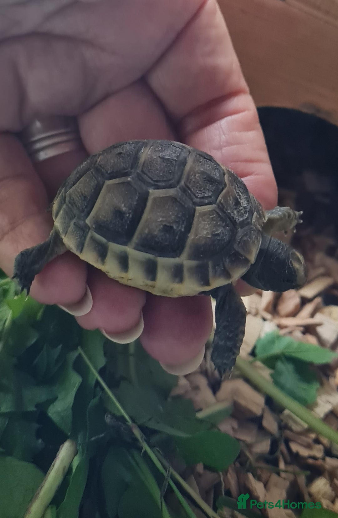 Tortoise reptiles for sale: Beautiful Baby Spur Thigh Tortoises  - Image 1