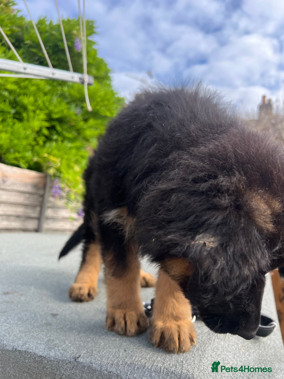 German Shepherd dogs for sale: Geman shepherd puppy  - Image 6