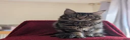 Maine Coon cats for sale: 5 mainne coon kittens  - Advert 8