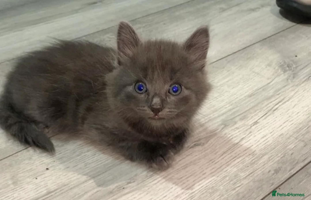 British Longhair cats for sale: Beautiful kitten - Advert 4