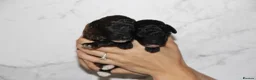 Miniature Poodle dogs for sale: Beautiful miniature poodle puppies  - Advert 10