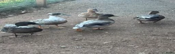 Ducks poultry for sale: Male Call ducks in Minehead - Advert 2