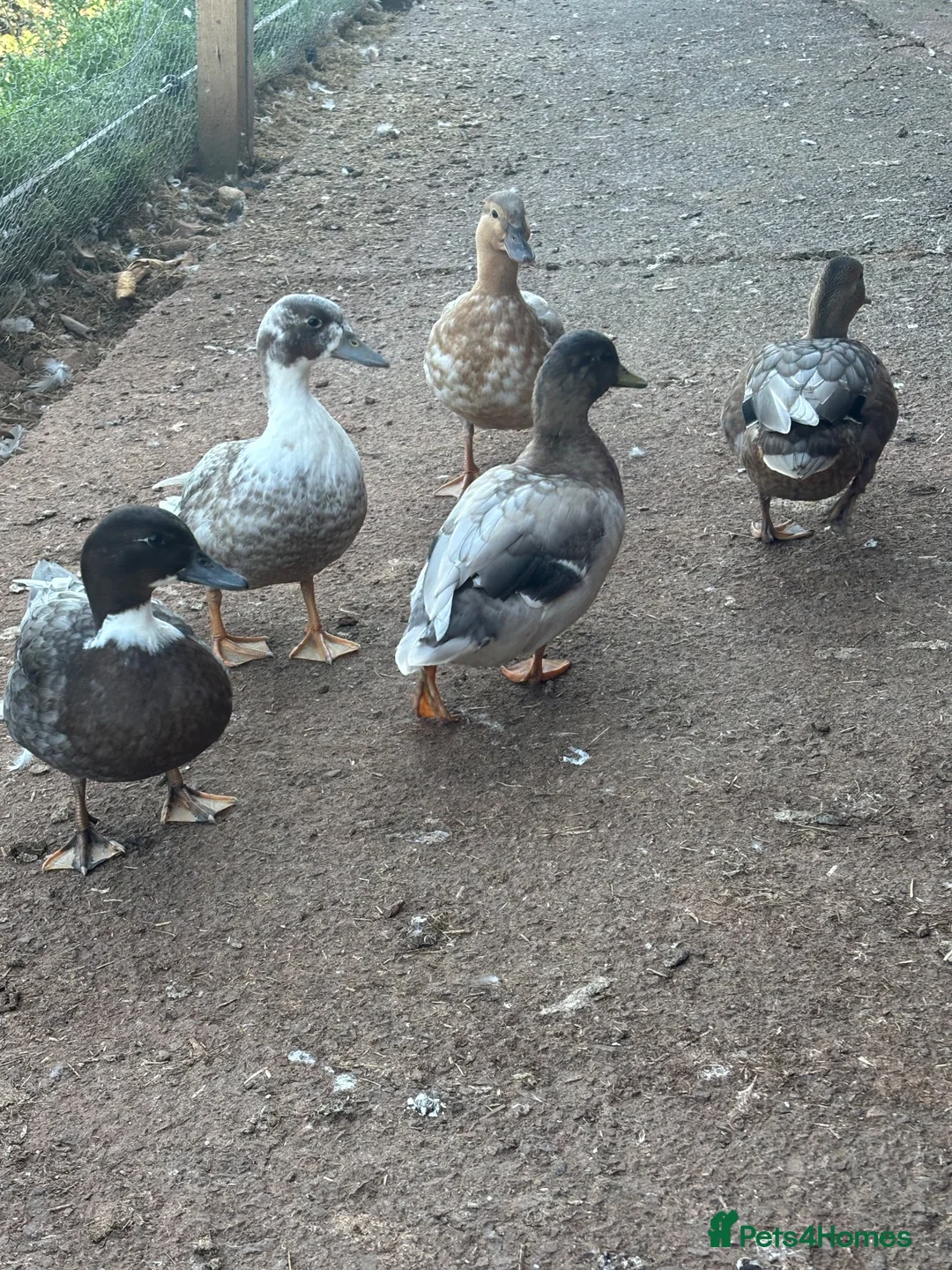 Ducks poultry for sale: Male Call ducks in Minehead - Advert 2