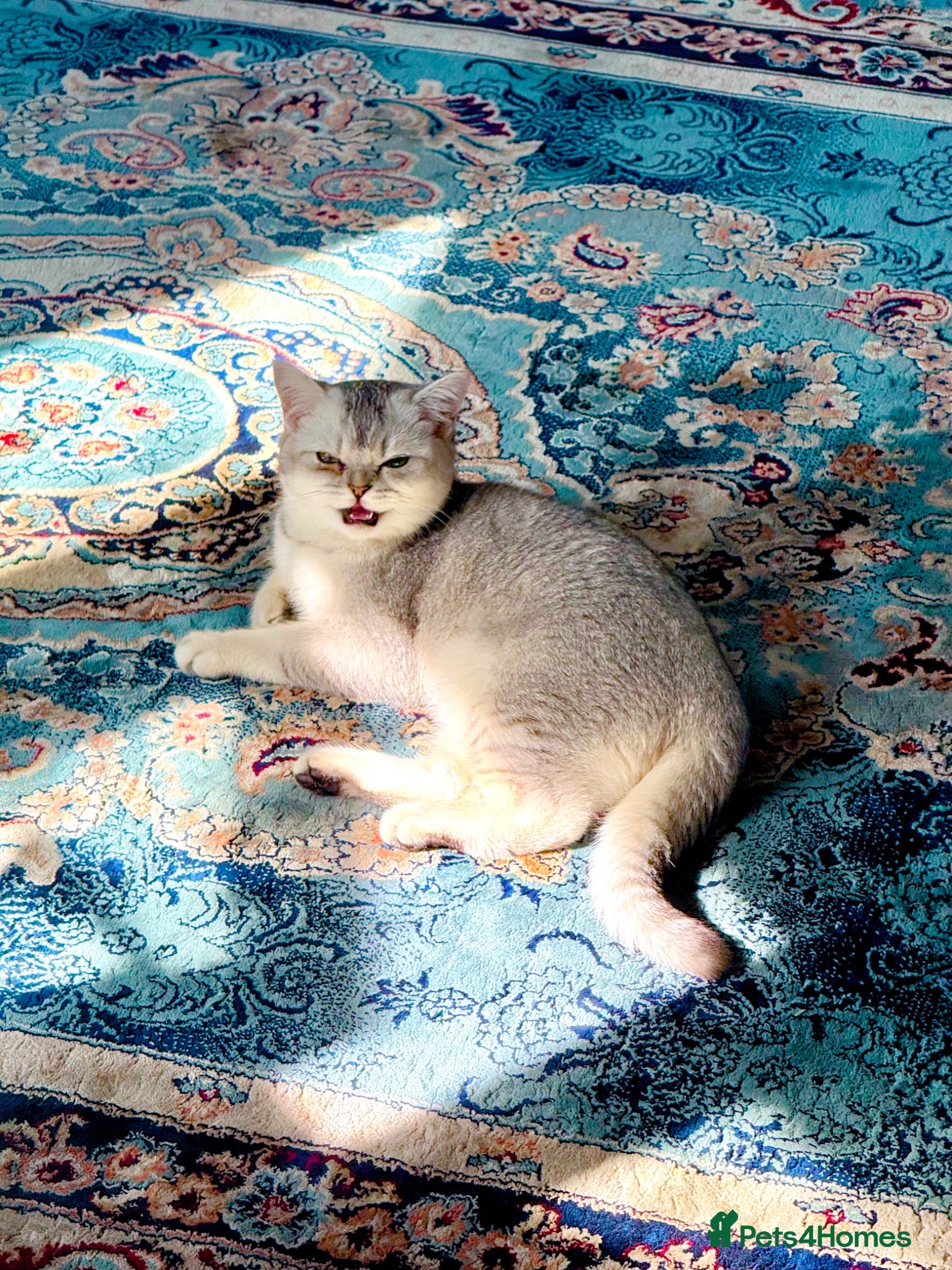 British Shorthair cats Beautiful British Shorthair & Scottish Fold - Advert 2
