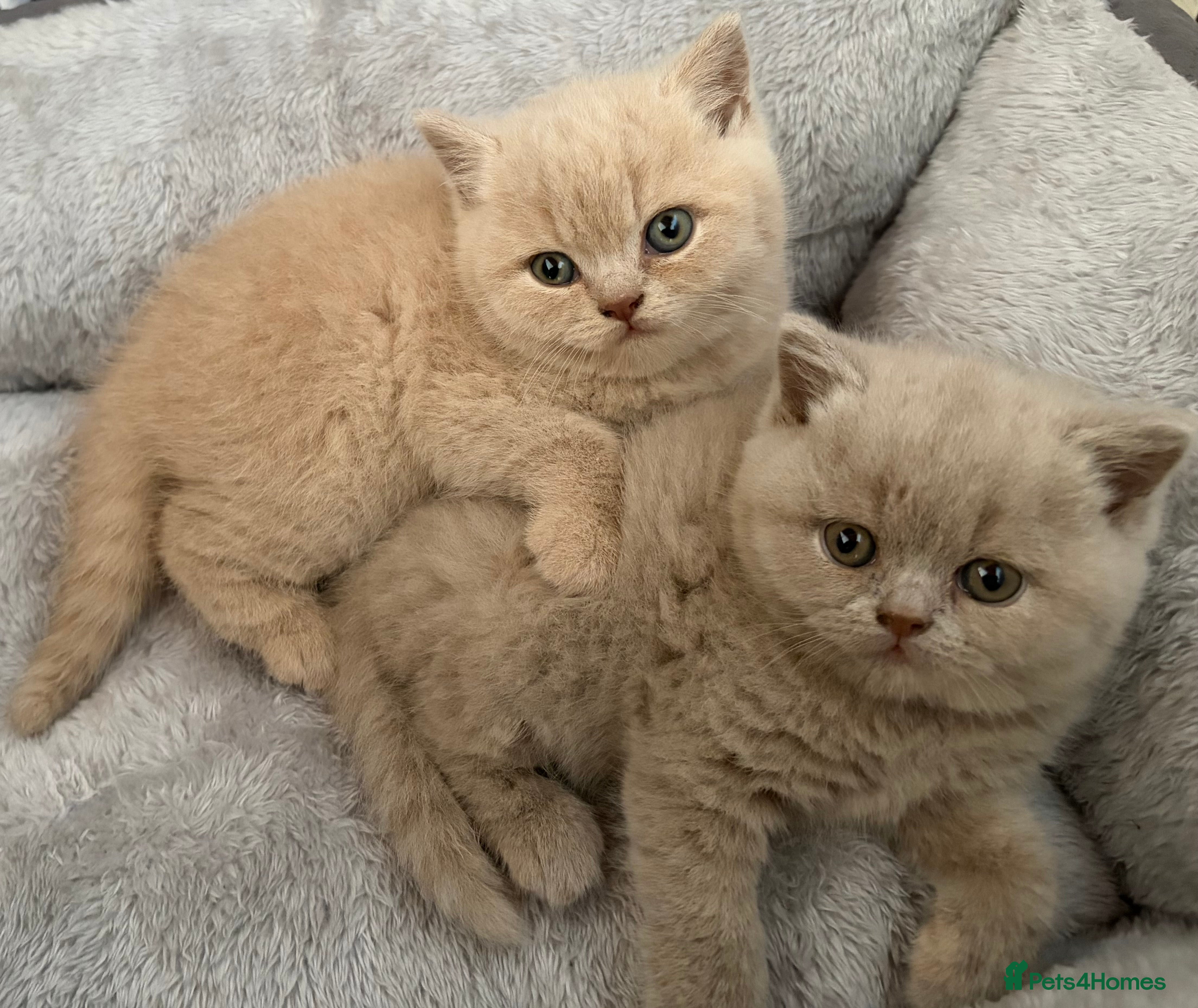 British Shorthair cats British shorthair kittens for sale - Advert 7