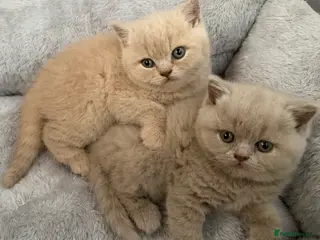 British Shorthair cats British shorthair kittens for sale - Advert 7