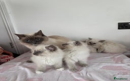Ragdoll cats for sale: Beautiful ragdoll kittens  - Image 18