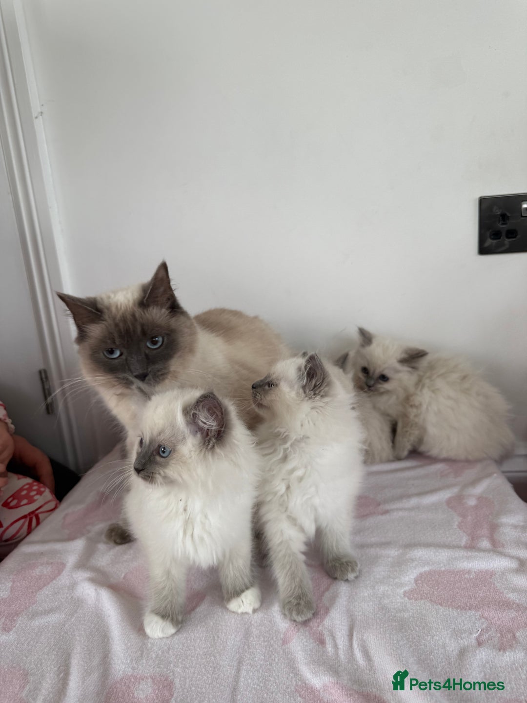 Ragdoll cats for sale: Beautiful ragdoll kittens  - Image 18