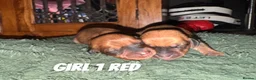 Dachshund dogs for sale: Long and short haired dachshund puppies available  - Advert 10