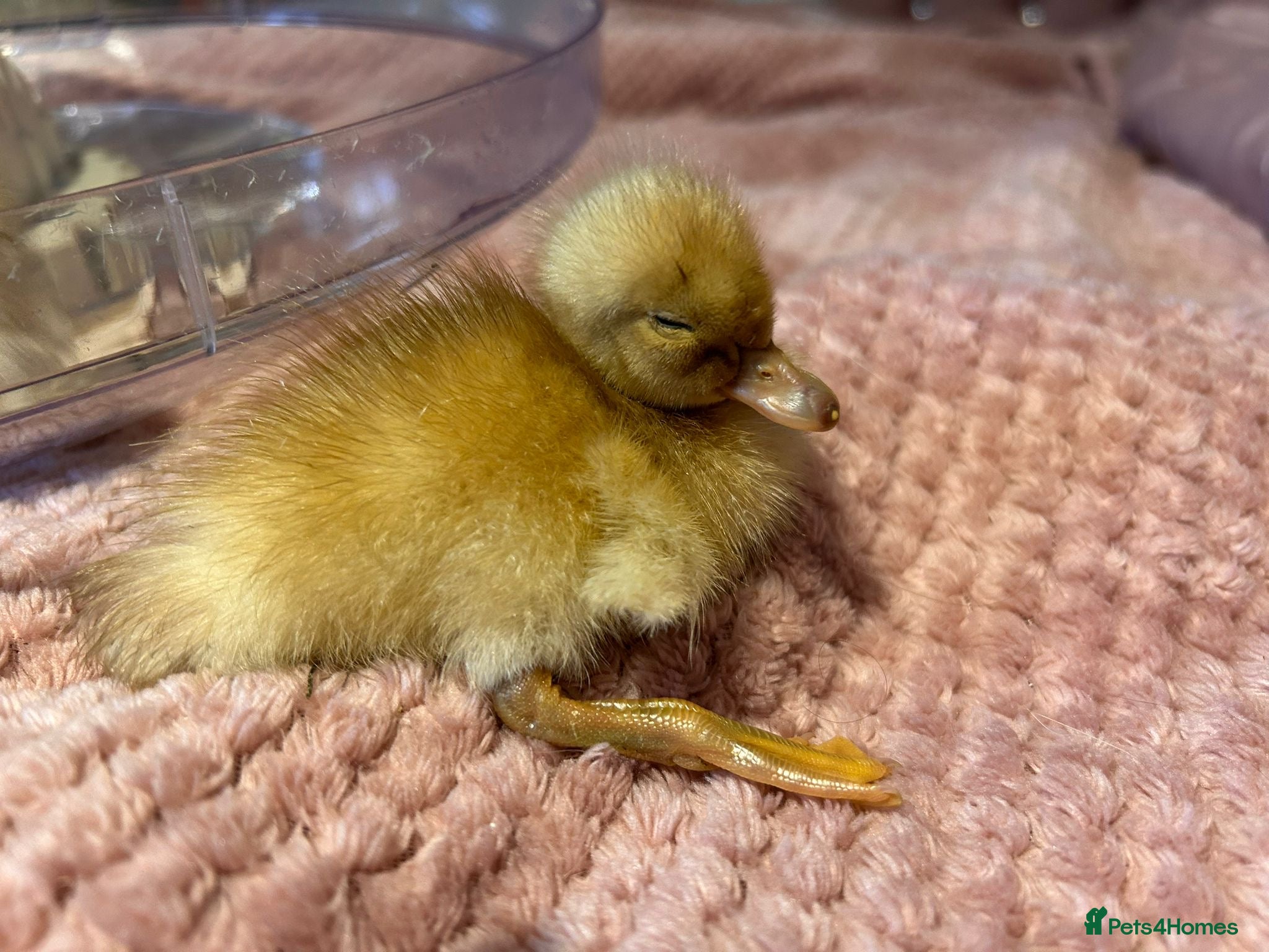Ducks poultry 🐣 Ducklings! 🐣 - Advert 1