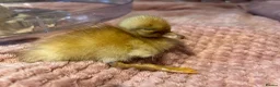 Ducks poultry for sale: 🐣 Ducklings! 🐣 - Advert 1