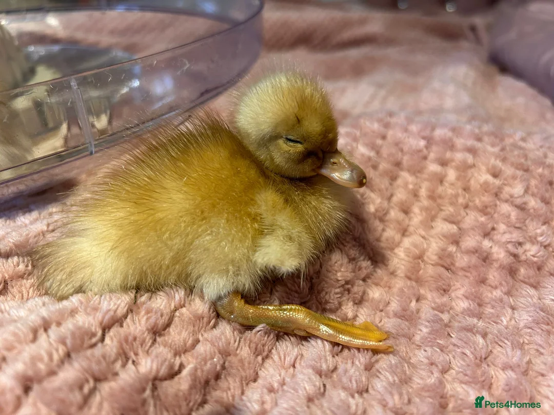 Ducks poultry for sale: 🐣 Ducklings! 🐣 - Advert 1