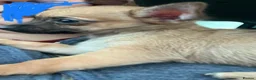 Chihuahua dogs for sale: Bingo - Advert 10