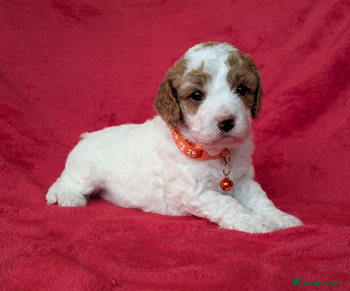 Cavapoo dogs Adorable Cavapoo Puppies From Licensed Breeder - Advert 2