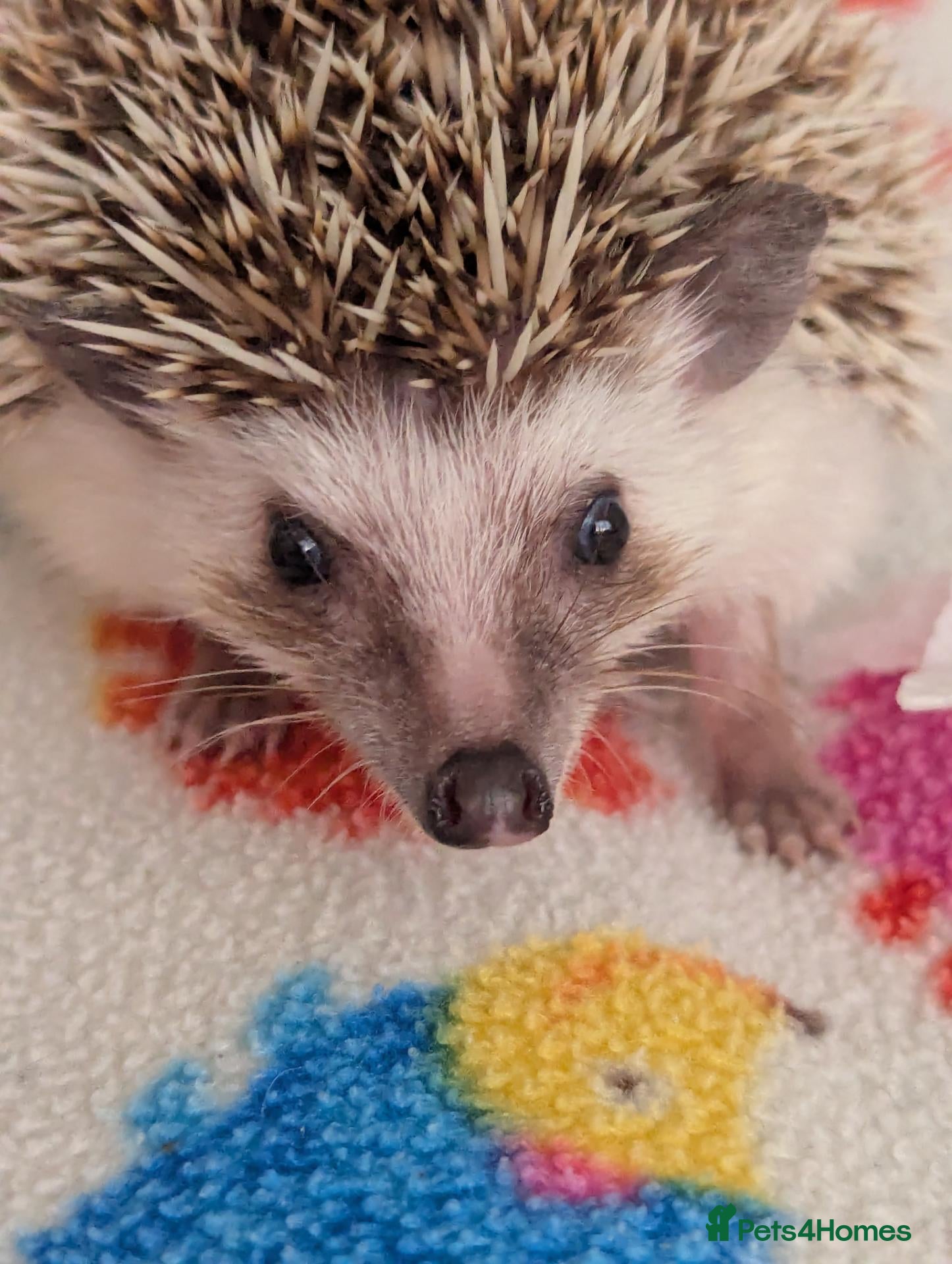 Pygmy Hedgehog rodents 10 Week Old Baby Hoglets REDUCED £190!!!! - Advert 1