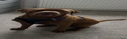 Labrador Retriever dogs for stud: Male Labrador For Stud - Advert 5