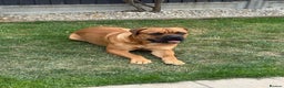 Bullmastiff dogs for stud: Bullmastiff for Stud - Advert 15