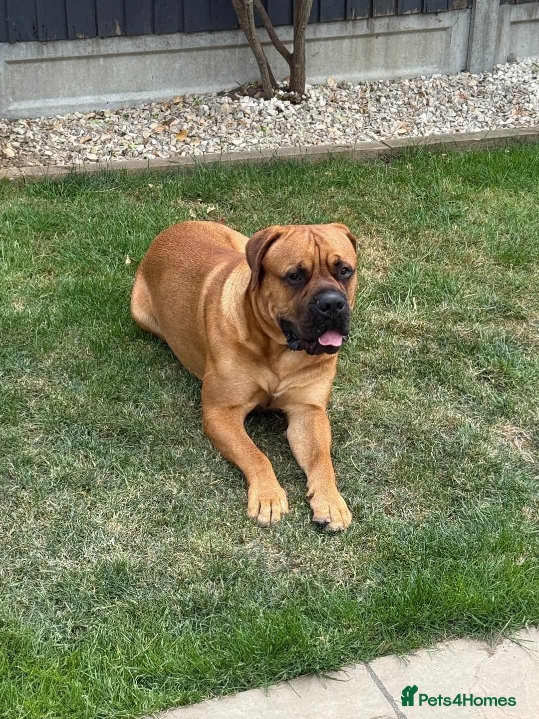 Bullmastiff dogs for stud: Bullmastiff for Stud - Advert 15