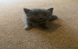 British Shorthair cats for sale: Grey & Black kittens for sale  - Image 15