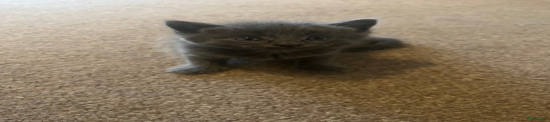 British Shorthair Kitten 4