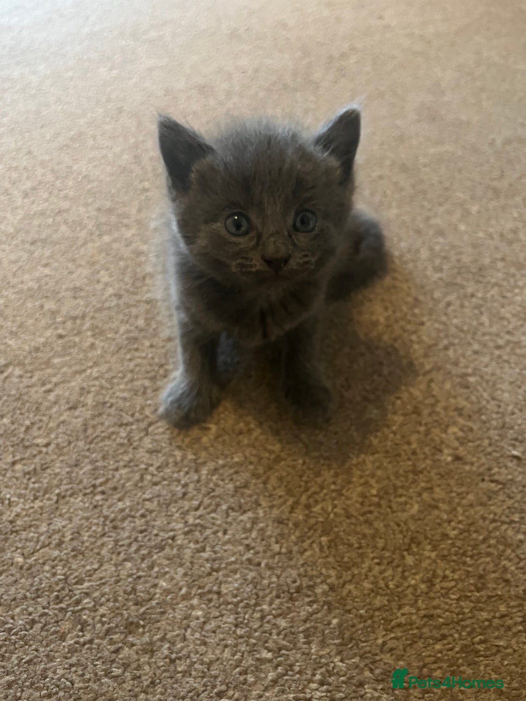 British Shorthair cats for sale: Grey & Black kittens for sale  - Image 15