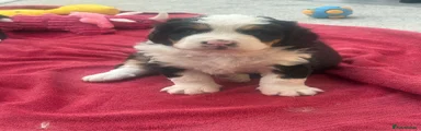Bernedoodle 1
