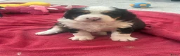 Bernedoodle dogs for sale: Gorgeous tri-colour Bernedoodle puppies  - Advert 9