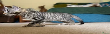 Beautiful tabby