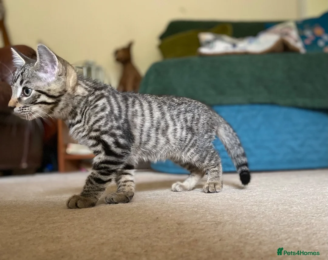 Mixed Breed cats for sale: Gorgeous 1/4 Bengal 1/4 Siberian Hypoallergenic! - Advert 2