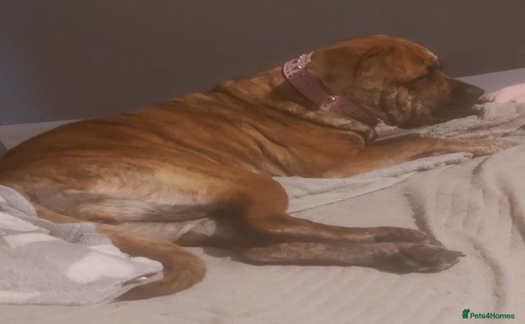 Mixed Breed dogs - Advert 1