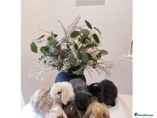 Mini Lop rabbits Stunning Mini Lop Baby Rabbits - Advert 1