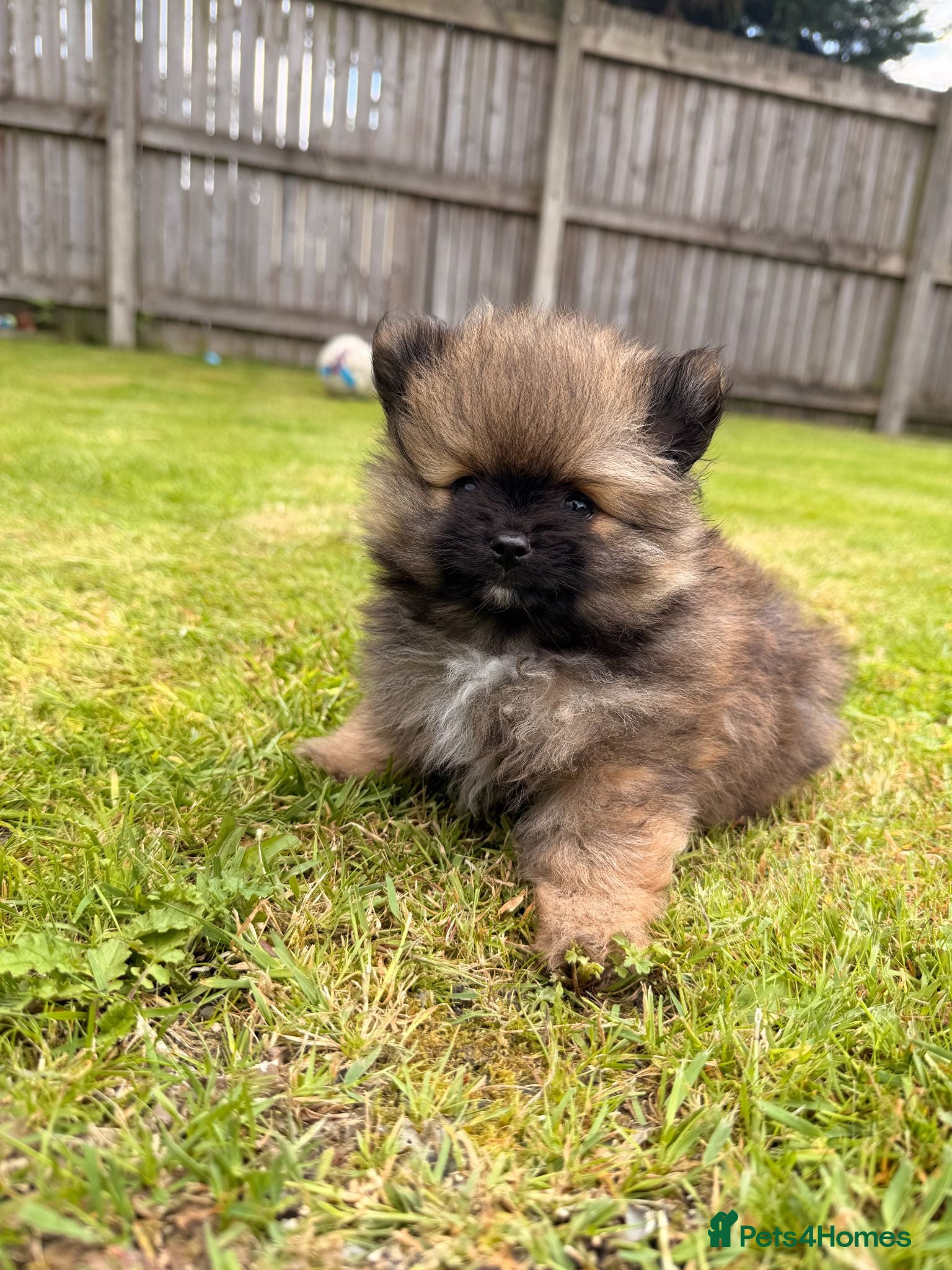 Pomeranian dogs 2 amazing males available - Advert 2