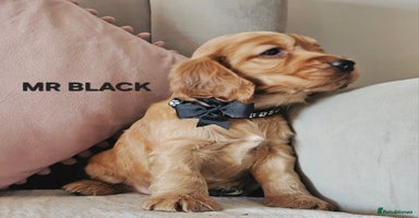 Cocker Spaniel dogs Stunning! Golden Kc Show Type Cocker Spaniels. - Advert 14