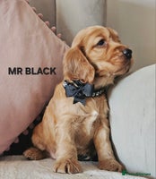 Cocker Spaniel dogs Stunning! Golden Kc Show Type Cocker Spaniels. - Advert 14