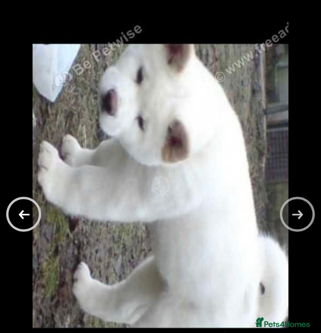 Japanese Akita Inu dogs for sale: Beautiful Japanese Akita Inu  - Image 2