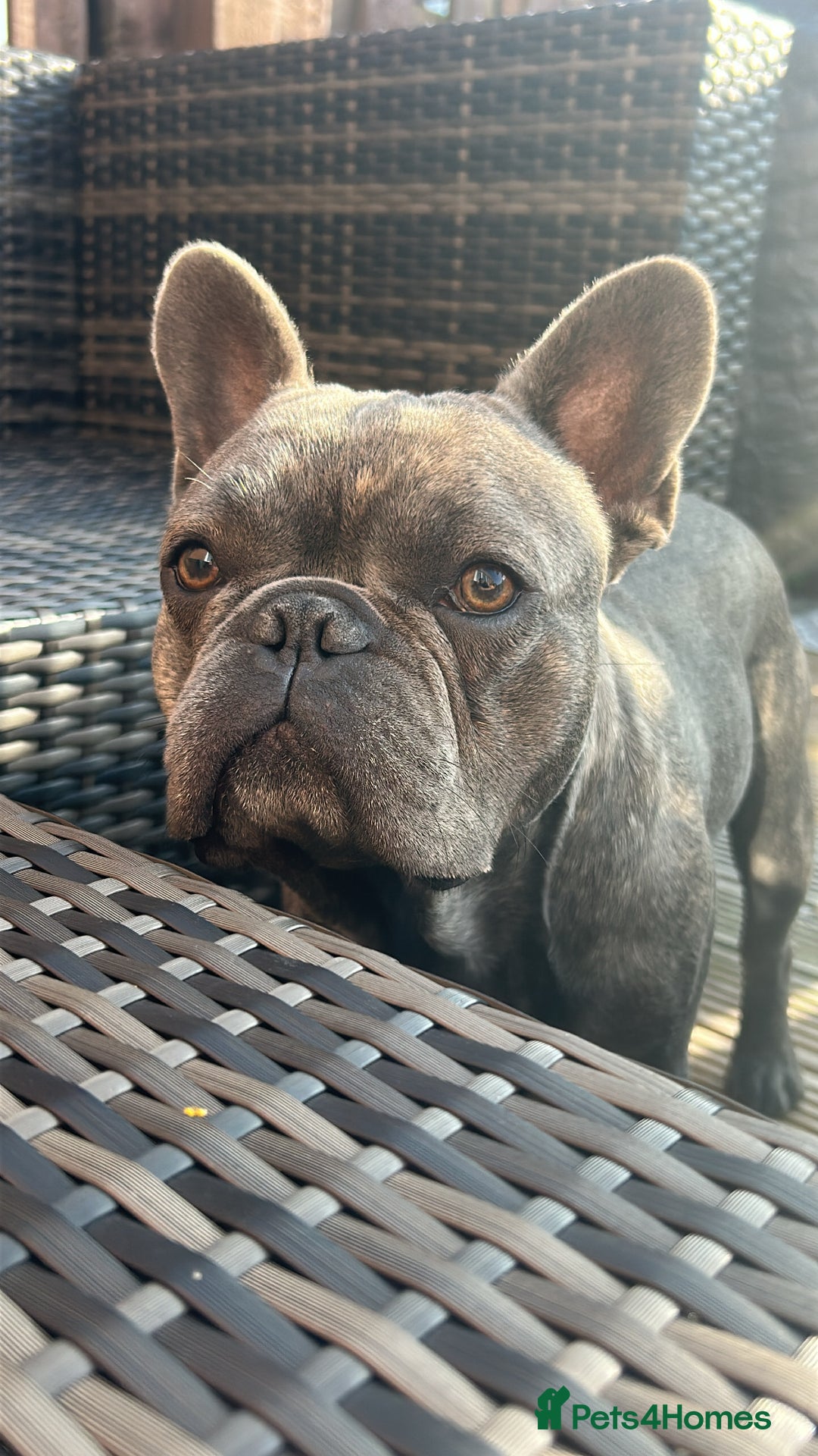 French Bulldog dogs for stud: frenchbulldog for stud   - Advert 2