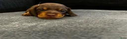 Miniature Dachshund dogs for sale: Beautiful miniature dachshund puppies 💙🩷 - Advert 8