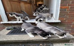Siberian Husky dogs for sale: Beautiful loving Blue Eyed Siberian Husky’s - Image 40