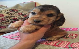 Cocker Spaniel dogs for stud: 5 * AMRYA KC Reg SHOW TYPE PRA/FN CLEAR STUD in Gateshead - Image 15