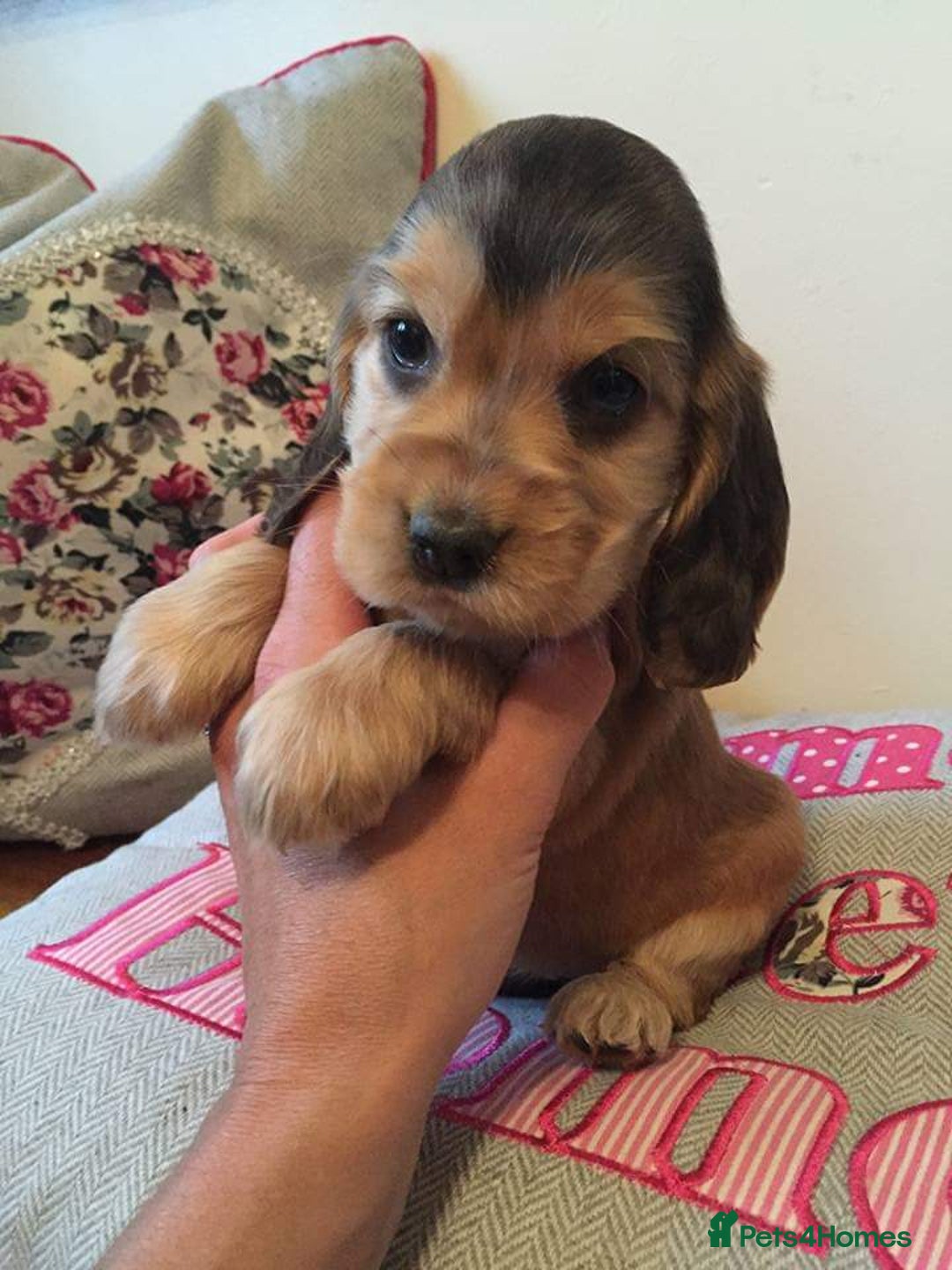 Cocker Spaniel dogs for stud: 5 * AMRYA KC Reg SHOW TYPE PRA/FN CLEAR STUD in Gateshead - Image 15